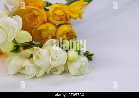Frische gelbe und weiße Freesien-Blüten auf weißem Hintergrund mit großem Kopierraum angeordnet. Minimales Frühlingsgeblümtes für Grußkarten Stockfoto