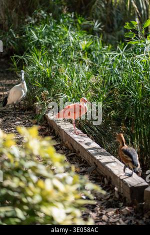 Das farbenfrohe, scharlachrote ibis befindet sich an einem Gartenrand, umgeben von Grün, mit anderen Vögeln in der Nähe und fängt einen ruhigen Moment in einem tropischen Tierschutzgebiet ein. Stockfoto