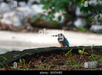 Gewöhnlicher eisvogel, der auf den Moment wartet, um Beute zu fangen Stockfoto