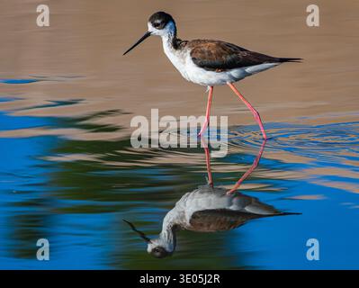 Schwarzhals-Stelze (Himantopus mexicanus), die in seichten Feuchtgebieten mit Reflexion waten, eleganter langbeiniger Küstenvogel, der sich in einem sumpfigen Lebensraum auf der Suche hält Stockfoto