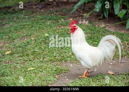 Weißer Hahn mit leuchtend rotem Kamm und Watteln, die auf grünem Gras stehen und sein unverwechselbares Gefieder und seine stolze Haltung bei der Erkundung seiner Natur zeigen Stockfoto