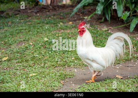 Weißer Hahn mit leuchtend rotem Kamm und Flechtwerk auf grünem Gras in einem sonnigen ländlichen Feld, Porträt von Freilandgeflügel mit hellweißem Pl Stockfoto