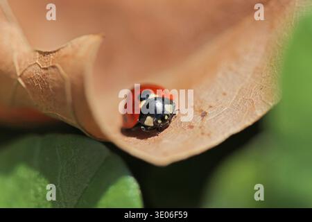 Nahaufnahme eines Marienkäfers auf einem trockenen, gefallenen Blatt im Frühjahr Stockfoto