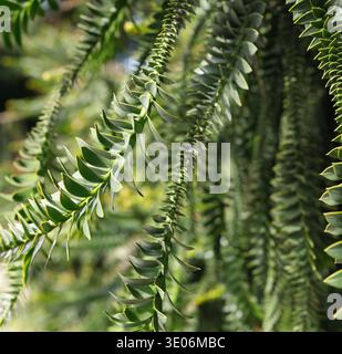 Geometrische Zweige der Araucaria bidwillii Bunya Kiefer im botanischen Garten. Detaillierte Nahaufnahme mit einzigartigen symmetrischen Verzweigungen und scharfen Bildern Stockfoto