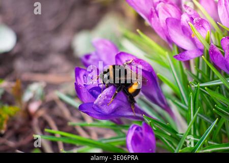 Eine detaillierte Makroaufnahme nimmt eine Hummel mit schwarzen und gelben Streifen auf einem blühenden Krokus auf, die die zarten Blütenblätter und das grüne Laub hervorhebt Stockfoto