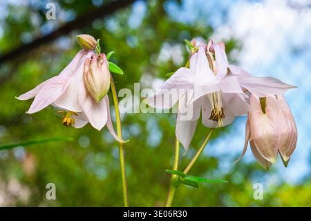Nahaufnahme von zwei blassrosa Aquilegia-Blüten, eine in voller Blüte und die andere eine Knospe, die vor einem Bokeh aus grünem Laub und blauem Himmel steht Stockfoto