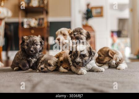 Gruppe kleiner Welpen, die auf Teppich im gemütlichen Wohnzimmer sitzen Stockfoto