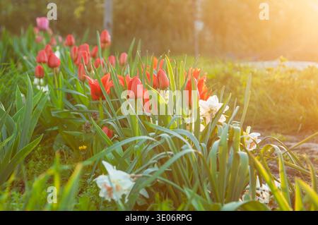 Ein wunderschönes Gartenbett mit blühenden roten Tulpen und zarten weißen Narzissen, die in das weiche, warme Licht des Sonnenuntergangs getaucht sind Stockfoto