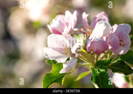 Nahaufnahme der blassrosafarbenen Apfelbaumblüten im Frühjahr mit filigranen Blütenblättern und Staubblättern vor einem unscharfen natürlichen Hintergrund Stockfoto