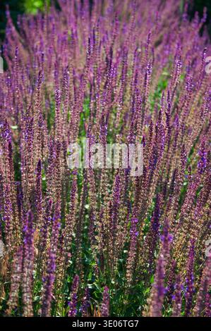 Ein dichtes Stück hoher, schlanker, violetter salviaflüten schafft einen wunderschönen natürlichen Wandteppich unter der hellen Sommersonne mit einem verschwommenen grünen Hintergrund Stockfoto