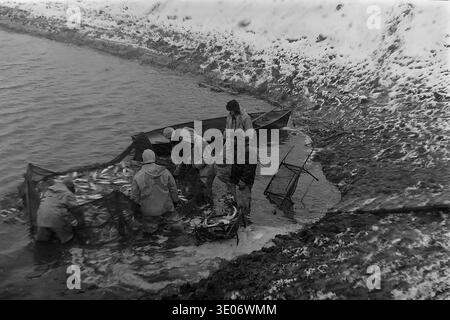 Ein sehr atmosphärisches Vintage-Schwarz-weiß-Foto aus den 1980er Jahren zeigt eine engagierte Brigade professioneller Fischer, die im eiskalten Flachwasser im Landwirtschaftsbetrieb Donrybkombinat im Bezirk Slavjansk arbeiten. Die Männer tragen schwere Winterschutzkleidung und ziehen ein riesiges Wadennetz, das mit frischem Fisch überflutet wird, nahe einer schneebedeckten Steilküste zusammen. Dieses eindrucksvolle Archivbild zeigt perfekt die schwierigen Bedingungen, Teamarbeit und die intensive körperliche Arbeit im friedlichen Donbass vor dem Krieg. Stockfoto