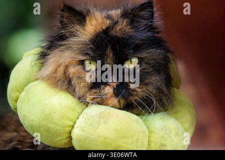 Langhaarige Katze mit einem Donut-förmigen Genesungskragen mit direktem Blick Stockfoto
