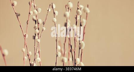 Nahaufnahme der Weidenzweige mit weichen Katzinen vor neutralem Hintergrund, die die komplizierten Details der Frühlingsflora hervorheben Stockfoto
