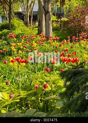 Ein Feld aus roten und gelben Tulpen. Die Blumen sind in voller Blüte und die Farben sind lebendig. Die Szene ist friedlich und ruhig, mit den Blumen Stockfoto