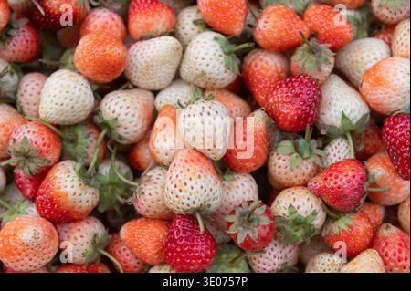Frisch reife rote und weiße Erdbeeren auf dem lokalen Markt Stockfoto