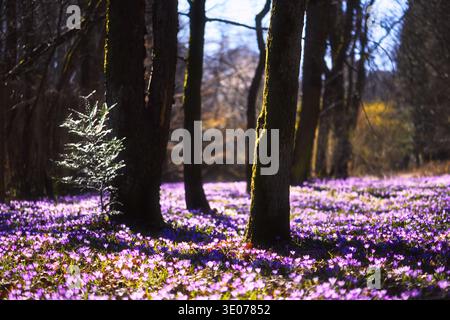 Junge grüne Tanne umgeben von blühenden Krokussen in der Waldlichtung. Frühlingsnatur, Waldblumen, saisonales Wachstum Stockfoto