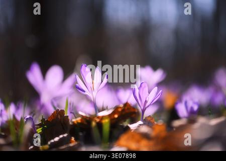 Kleine Gruppe von Krokussen, die zwischen trockenen Blättern auf Waldboden wachsen. Frühe Frühlingsblumen, Waldhabitat, natürliches Licht Stockfoto