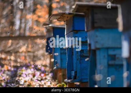 Farbenfrohe Bienenstöcke stehen während der warmen Frühlingssonne auf der Waldlichtung. Bienenzucht, Bienenkisten, ländliche Landwirtschaft, Honigproduktion Stockfoto