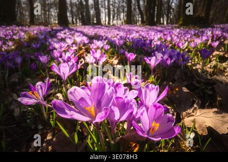 Blühende lila Krokusse, die dicht im Wald wachsen, mit sanfter Hintergrundunschärfe. Frühlingswildblumen, natürliche Waldwiese, lebendige jahreszeitliche Blüte Stockfoto