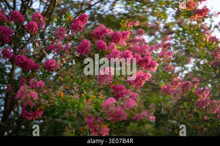 Rote Blumen blühen auf einem Baumzweig gegen blauen Himmel. Blühende Blumen im Sommer. Baumzweige bedeckt mit roten Blumen. Die Lagerstroämieblume. Stockfoto