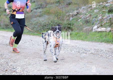 Eine Frau, die mit ihrem Hund in einem Canicross-Wettkampf schnell läuft Stockfoto