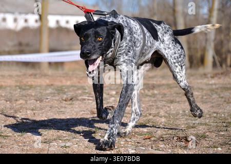 Ein lebhafter schwarz-weiß gefleckter Hund läuft auf einem unbefestigten Pfad, der ein Gurtzeug an einer roten Leine trägt Stockfoto