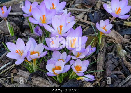 Wunderschöne Krokusse im Garten. Frühjahrsblumen. Stockfoto