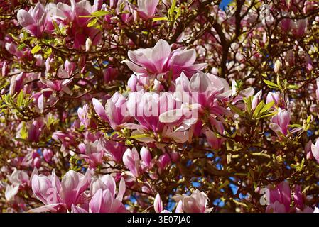 Schöne Frühlingsblüte in Sidmouth Stockfoto