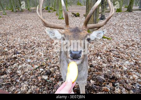 Hirsche im Park. Das Tier in seinem natürlichen Lebensraum. Stockfoto