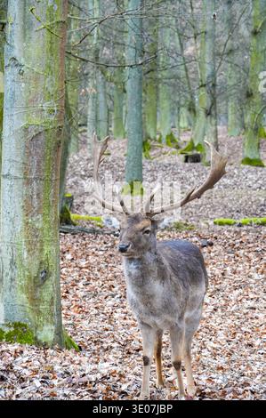 Hirsche im Park. Das Tier in seinem natürlichen Lebensraum. Stockfoto