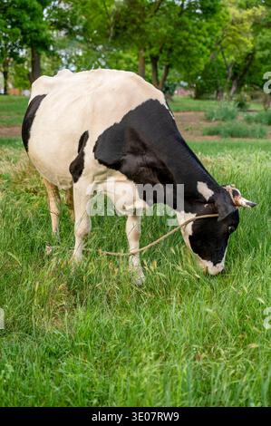 Schwarz-weiß gefleckte Kuh, die sich auf grünem Gras auf einer ruhigen Wiese ernährt. Das Konzept der gesunden Viehzucht, der Milchindustrie und der ruhigen Sommeratmosp Stockfoto