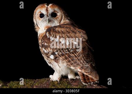 TAWNY OWL (Strix aluco) at Night, UK. Stockfoto