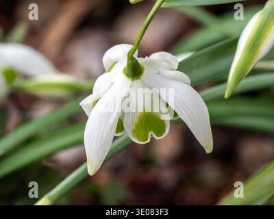 Galanthus „Jacquenetta“ (Schneeglöckchen) eine blühende Pflanze im Frühling Winter mit einer weißen grünen Frühlingsblume im Januar Stockfoto