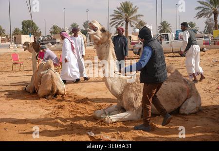 Auf dem großen Kamelmarkt in Buraida/Buraydah, Saudi-Arabien Stockfoto