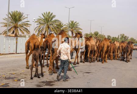 Auf dem großen Kamelmarkt in Buraida/Buraydah, Saudi-Arabien Stockfoto