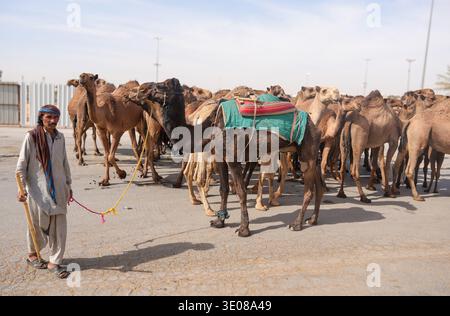 Auf dem großen Kamelmarkt in Buraida/Buraydah, Saudi-Arabien Stockfoto