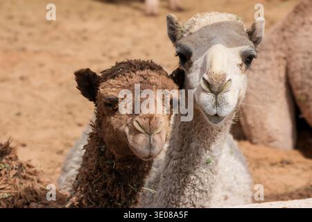 Auf dem großen Kamelmarkt in Buraida/Buraydah, Saudi-Arabien Stockfoto