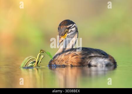 Nahaufnahme eines wilden jungen Australasian Grebe (Tachybaptus novaehollandiae), der neugierig auf eine Feuchtpflanze in Australien blickt Stockfoto