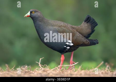 Nahaufnahme eines wilden Schwarzschwanznativehens (Tribonyx ventralis), der in einem ländlichen Feuchtgebiet in Australien spaziert Stockfoto