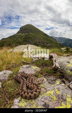 Europäische Adler (Vipera berus) auf einem Felsen in einer typischen alpinen Landschaft, Weitwinkelansicht, Berge von Orobie, italienische Alpen Stockfoto