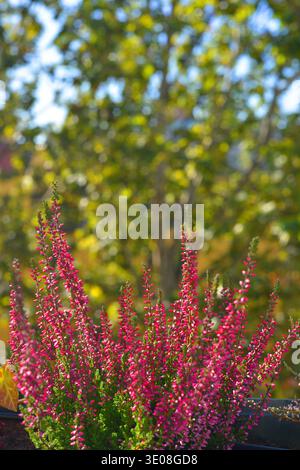 Calluna vulgaris Pflanzen auf Balkon, vertikale Ansicht Stockfoto