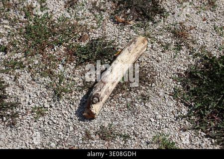 Holzstock auf Kies mit gemischtem Unkraut bei hellem Sommersonnenschein (Nahaufnahme, Makro) Stockfoto