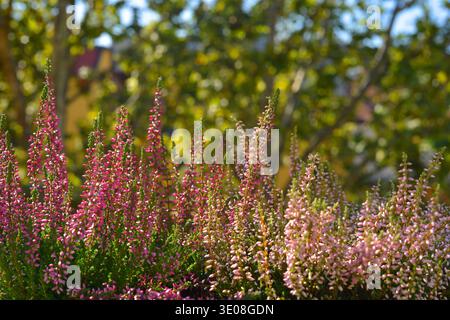 Calluna vulgaris Pflanzen subjektiver Fokus Stockfoto