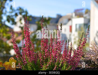 Wunderschöne calluna vulgaris Pflanzen auf einem Balkon Stockfoto
