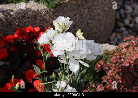 Blumenstrauß aus hellen weißen Blüten, lila-malvenfarbene Kanten mit hellgrünen Knospen bei Sommersonne (Makro, Nahaufnahme) Stockfoto