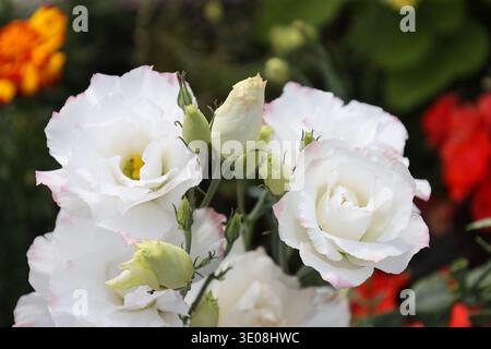 Weiße, rosa, malvenfarbene Blüten mit hellgrünen (lindgrünen) Knospen (Makro, Nahaufnahme) Stockfoto