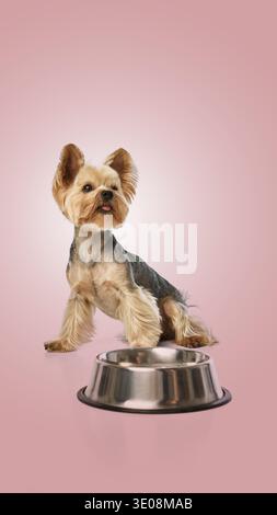 Yorkshire Terrier, der neben einer leeren Hundeschale sitzt und vor rosa Hintergrund auf Futter wartet Stockfoto