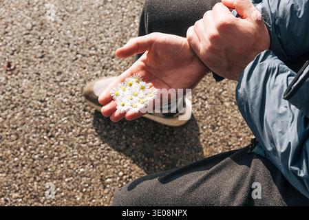 Der Mann hält frische Gänseblümchen aus dem Feld in der Hand, romantisch in Liebe sammelt Blumenstrauß Stockfoto