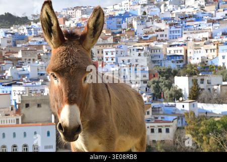 Nahaufnahme Porträt eines Esels in Chefchaouen, Marokko Stockfoto