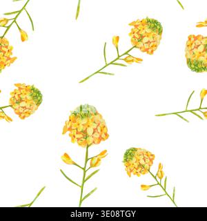 Nahtloses Aquarellmuster mit gelbem Senf oder Rapsblüten auf weiß. Zarte Zweige mit winzigen Blüten angeordnet. Perfekt für die Küche Stockfoto